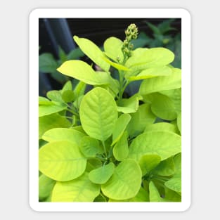 Forest Bathing with the Green Leaves of Our Beautiful Planet Sticker